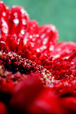 Florist «Native Flower Company», reviews and photos, 1448 E 2700 S, Salt Lake City, UT 84106, USA