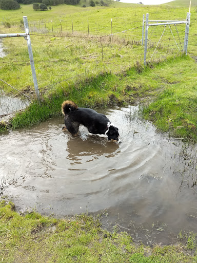 Pet Supply Store «Pet Food Express», reviews and photos, 3610 Mt Diablo Blvd, Lafayette, CA 94549, USA