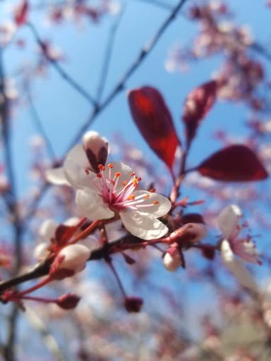 Park «Winnemac Park», reviews and photos, 5100 N Leavitt St, Chicago, IL 60625, USA