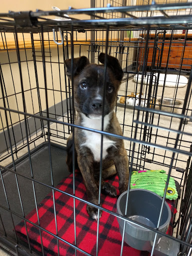 Pet Supply Store «Crossroads Pets», reviews and photos, 707 Monroe St, Nashville, TN 37208, USA