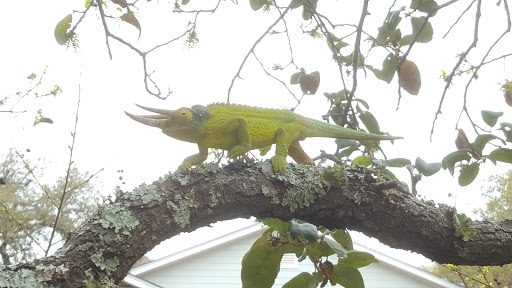 Reptile Store «Reptile Pets Direct», reviews and photos, 8088 Pat Booker Rd, Live Oak, TX 78233, USA