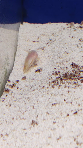 Pet Supply Store «PetSmart», reviews and photos, 4550 W Lake Mary Blvd, Lake Mary, FL 32746, USA