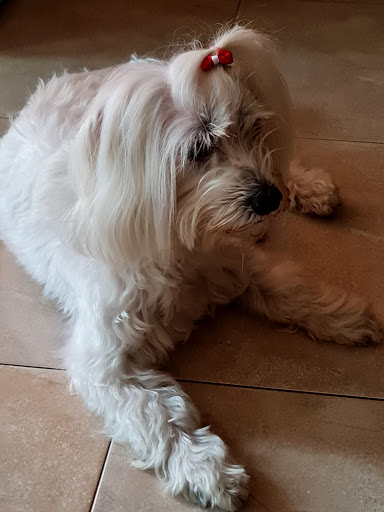 Ams Veterinaria en Sant Cugat del Vallès