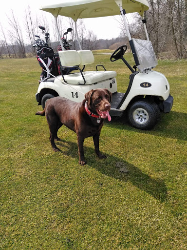 Public Golf Course «The Pheasant Golf Course», reviews and photos, 9837 Port Sheldon St, Zeeland, MI 49464, USA