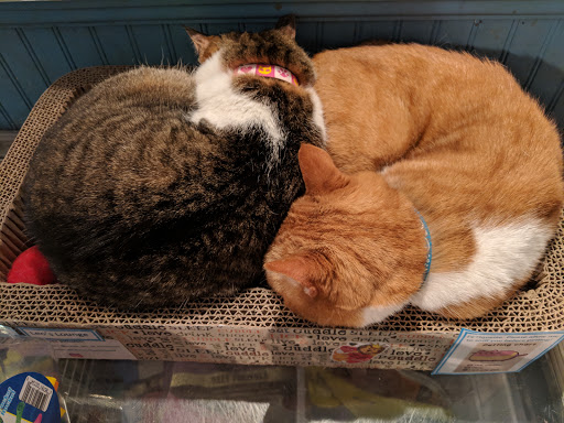 Pet Store «Fairmount Pet Shoppe», reviews and photos, 2024 Fairmount Ave, Philadelphia, PA 19130, USA