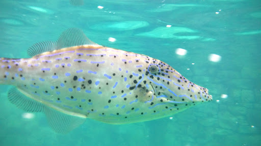 Water Park «Discovery Cove», reviews and photos, 6000 Discovery Cove Way, Orlando, FL 32821, USA