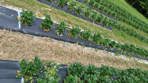 The Strawberry Patch at Quail Hill Orchard