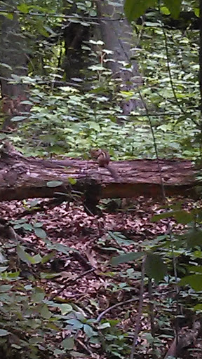 Park «Conant Park», reviews and photos, 310 Conant St, Hillside, NJ 07205, USA