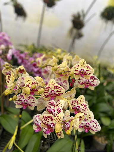 Florist «Floradise Orchids», reviews and photos, 19154 James Madison Hwy, Gordonsville, VA 22942, USA