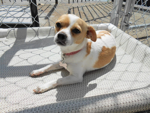 Dog Day Care Center «The Bowhaus Pet Company», reviews and photos, 2472 E Colorado Blvd, Pasadena, CA 91107, USA