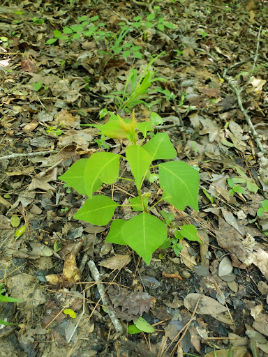 Park «Terramont Park», reviews and photos, 8500 Terramont Dr, The Woodlands, TX 77382, USA