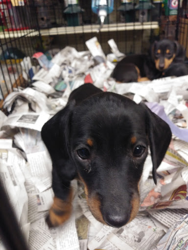 Pet Store «Liberty Agway Pet Center», reviews and photos, 11 Bon Jovi Ln, Liberty, NY 12754, USA