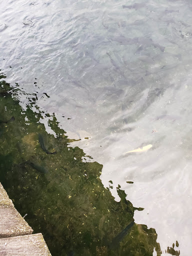 Resort «Smoke Hole Caverns», reviews and photos, 8290 N Fork Hwy, Cabins, WV 26855, USA