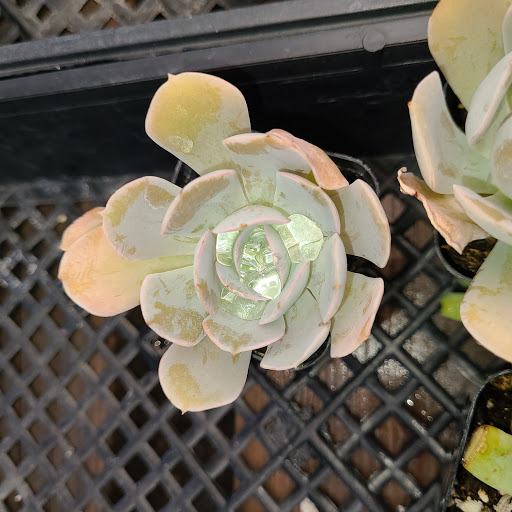 Plant Nursery «San Gabriel Nursery & Florist», reviews and photos, 632 S San Gabriel Blvd, San Gabriel, CA 91776, USA