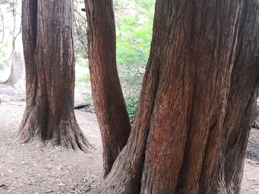 Park «Glen Canyon Park», reviews and photos, Elk St and Chenery St, San Francisco, CA 94127, USA