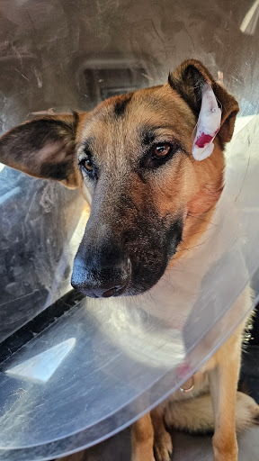 Allied Veterinary Emergency & Referral - Brooklyn Park image