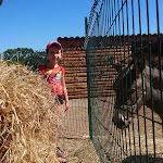 Photo n° 18 de l'avis de Patricia.a fait le 30/07/2019 à 14:03 pour Corsica Zoo à Olmeta-di-Tuda