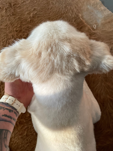 Pet Store «Downtown Pawz», reviews and photos, 1623 Main St #106, Dallas, TX 75201, USA