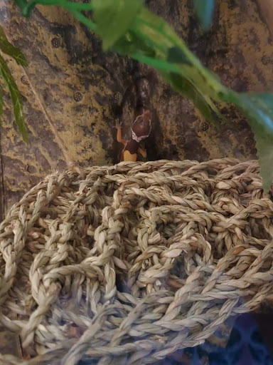 Pet Supply Store «Pet Valu», reviews and photos, 130 Tuttle Rd, Springfield, OH 45503, USA