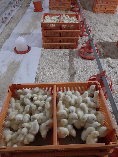 Kolcuoğulları- Tavuk Çiftliği ve tarım işletmeciliği