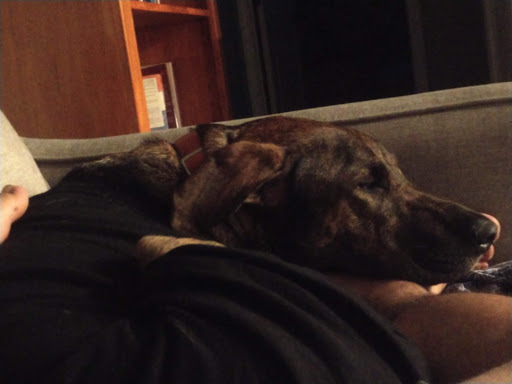 Pet Supply Store «Petco Animal Supplies», reviews and photos, 2807 Wilma Rudolph Blvd, Clarksville, TN 37040, USA