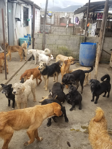 Refugio Amigos de Isabella (Perros en Adopción Quito)