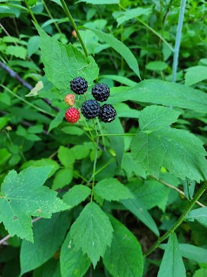 Wrentham State Forest - photo 11