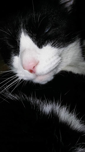 Terry Jacobs, DVM image