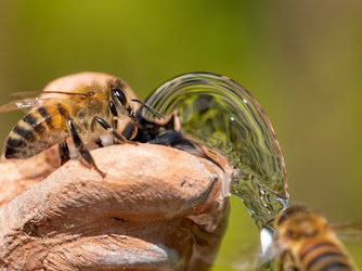 Honning.bi - Honning fra Åbyhøj
