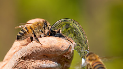 Honning.bi - Honning fra Åbyhøj
