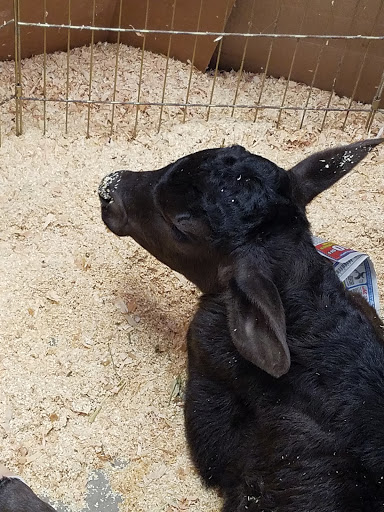 Pet Supply Store «Lakeshore Feed & Grain», reviews and photos, 14590 Lakeshore Dr, Clearlake, CA 95422, USA