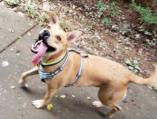 Park «Big Creek Park», reviews and photos, 1600 Old Alabama Rd, Roswell, GA 30076, USA