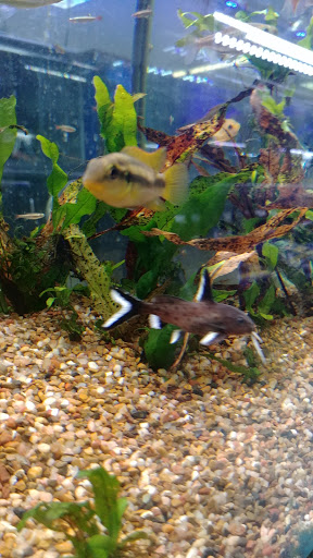 Fish Store «Aquatek Tropical Fish», reviews and photos, 8023 Burnet Rd # 1, Austin, TX 78757, USA