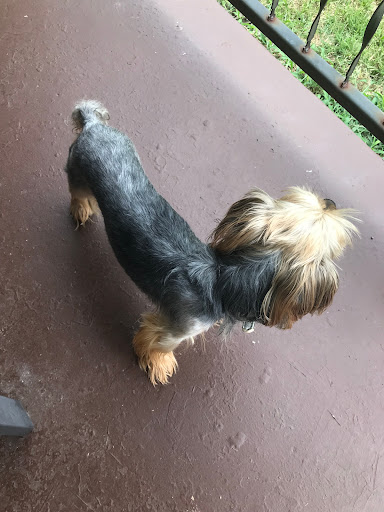 Pet Supply Store «Petco Animal Supplies», reviews and photos, 2435 N Hwy 67, Florissant, MO 63033, USA