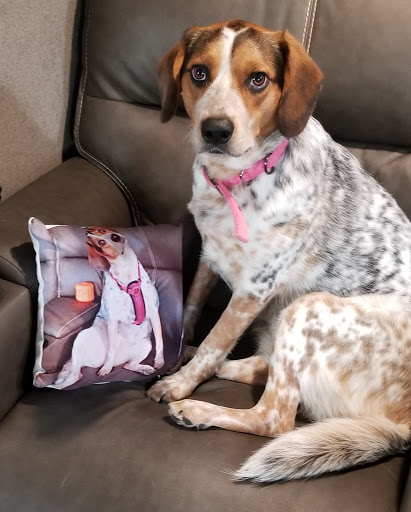 Sumrall Animal Clinic