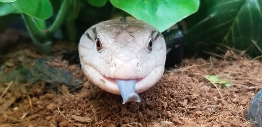 Pet Supply Store «Petco Animal Supplies», reviews and photos, 859 Kings Creek Dr, Tupelo, MS 38804, USA