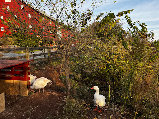 Winery «Rocklands Farm», reviews and photos, 14525 Montevideo Rd, Poolesville, MD 20837, USA