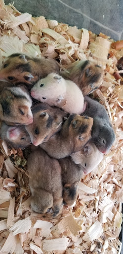 Pet Supply Store «Best Pets», reviews and photos, 905 Washington Ave, Detroit Lakes, MN 56501, USA