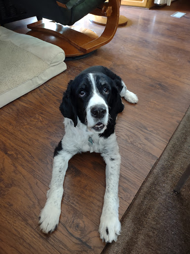 Dog Day Care Center «Pet Me Scratch Me», reviews and photos, 2551 E Main St, Onalaska, WI 54650, USA