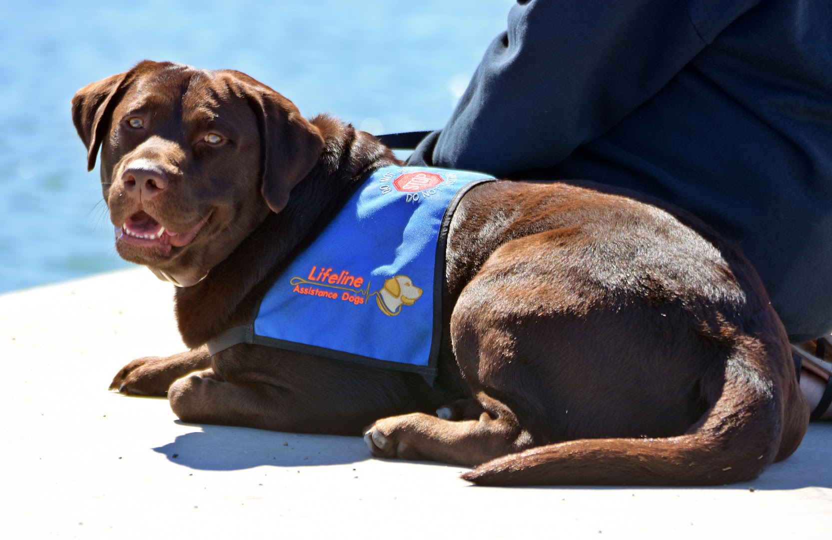 Lifeline Assistance Dogs Inc.