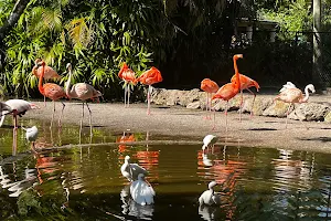 Flamingo Pond image