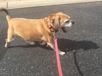 Your Pet Sitter - Photo 7 - Car repair in , Phoenix