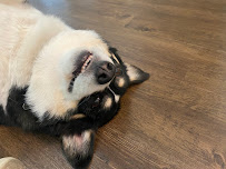 Whitney’s Waggin Pet Care LLC - Photo 2 - Car repair in , Salt Lake City