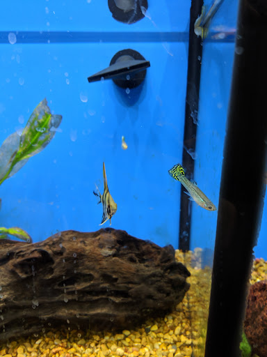 Pet Supply Store «Petco Animal Supplies», reviews and photos, 11 Cornerstone Square #200, Westford, MA 01886, USA