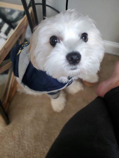 Pet Store «Village Pet Shop», reviews and photos, 701 N Black Horse Pike, Williamstown, NJ 08094, USA