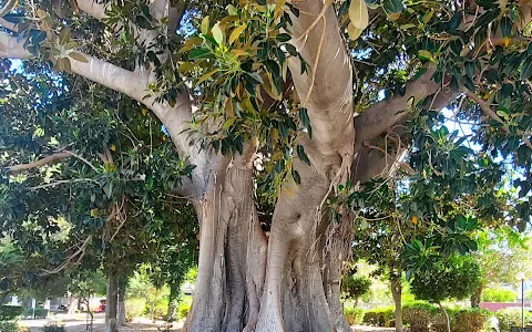 Giant Ficus Elastica Tree image