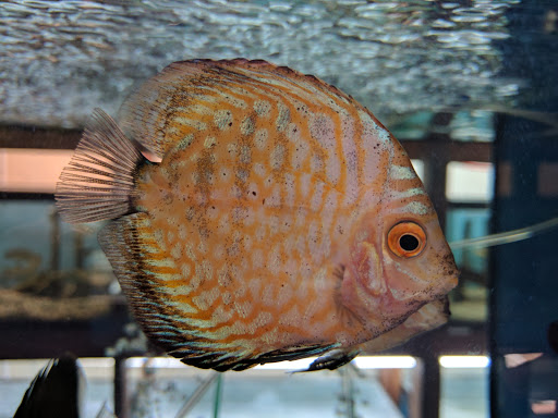 Pet Store «Forest Lake Pets», reviews and photos, 120 Lake St N, Forest Lake, MN 55025, USA