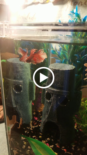 Gift Shop «Asia Gifts & Aquarium», reviews and photos, 763 S 38th St, Tacoma, WA 98418, USA