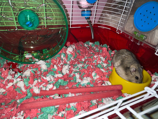 Pet Supply Store «PetSmart», reviews and photos, 5435 W TX-1604 Loop N, San Antonio, TX 78253, USA