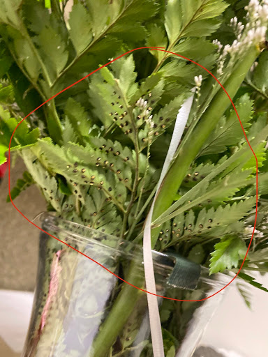 Florist «Tuscaloosa Flower Shoppe», reviews and photos, 2208 University Blvd, Tuscaloosa, AL 35401, USA